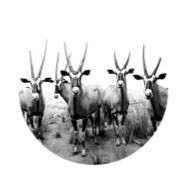 Game Meat Traders